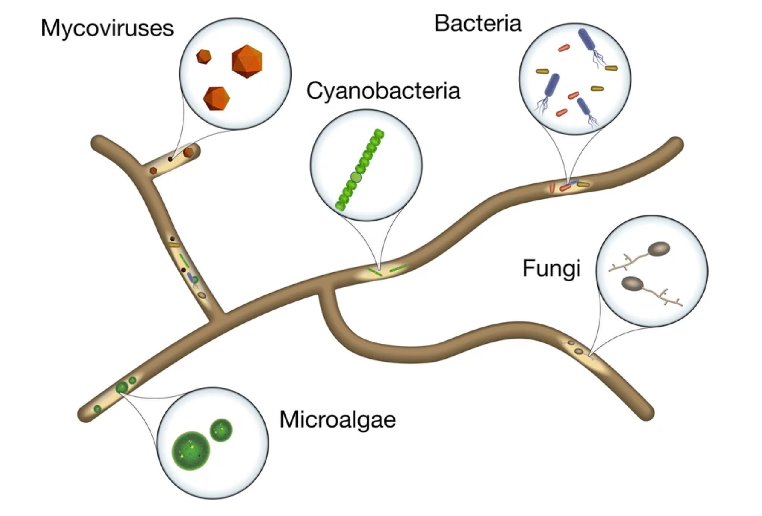 The endohyphal microbiome
